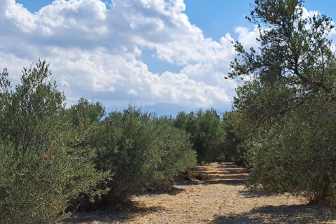 7574m² Land in Chania, Greece No. 104419 2