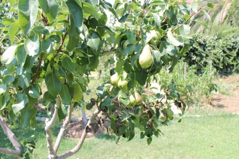 430m² Villa in Chalkidiki, Greece No. 109713 14