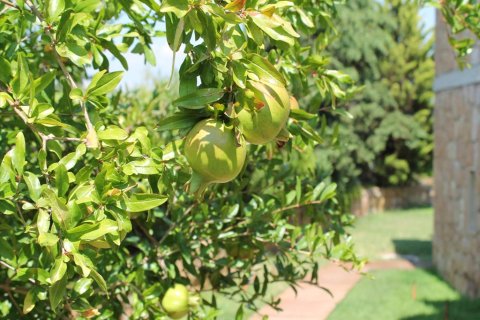 430m² Villa in Chalkidiki, Greece No. 109713 15