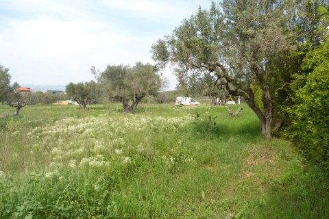 6100m² Land à Chalkidiki, Greece No. 120798 4