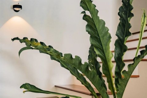 3 bedrooms Villa in Tamarin, Mauritius No. 86485 11