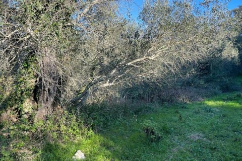 14529m² Land à Corfu, Greece No. 54935 12