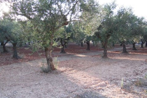 3 bedrooms House in Zakynthos, Greece No. 24616 11