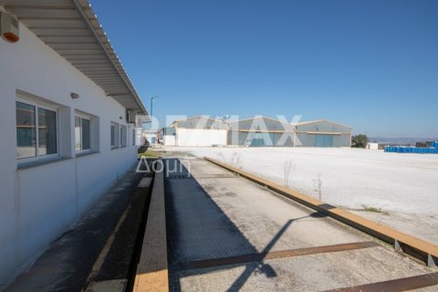 Земельный участок с 10 спальнями в Магнисия, Греция №79982 16