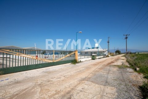 Земельный участок с 10 спальнями в Магнисия, Греция №79982 4