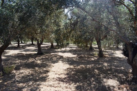 4000m² Land in Rethymno, Greece No. 109578 12