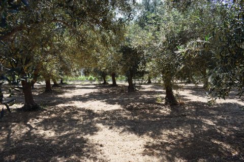 4000m² Land in Rethymno, Greece No. 109578 13