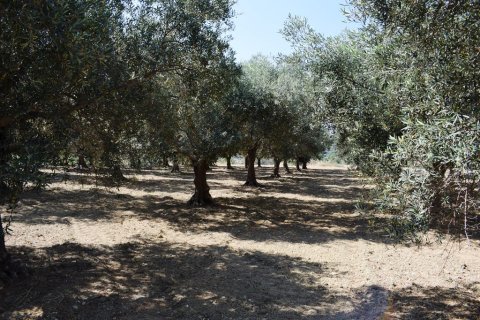 4000m² Land in Rethymno, Greece No. 109578 10