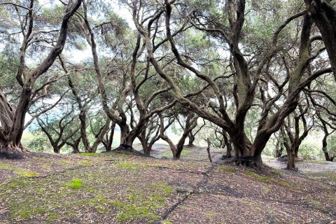 4337m² Land in Corfu, Greece No. 107765 9