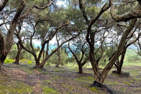 4337m² Land in Corfu, Greece No. 107765 10