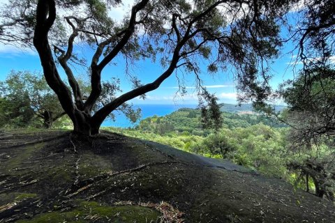 4337m² Land in Corfu, Greece No. 107765 14