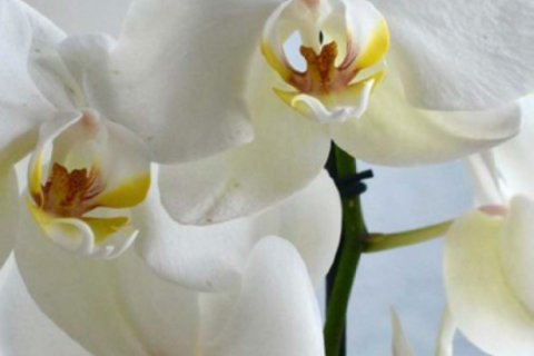 3 dormitorios Villa en Tan Thanh, Vietnam No. 85935 5