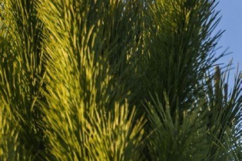 3 dormitorios Villa en Tan Thanh, Vietnam No. 85935 7