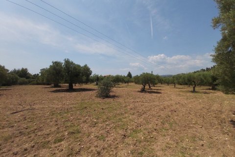 8000m² Land in Chalkidiki, Greece No. 56279 4