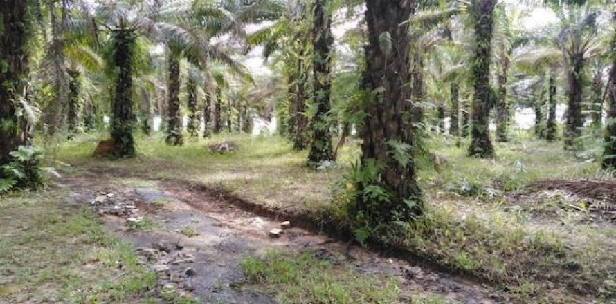 41988m² Land in Phang Nga, Thailand No. 95991