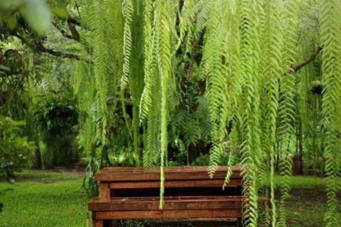 6 bedrooms House in Chiang Mai, Thailand No. 97832 5