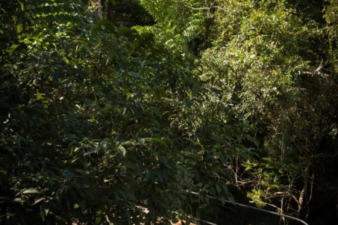 Вилла с 3 спальнями в Пхукет, Таиланд №89714 22