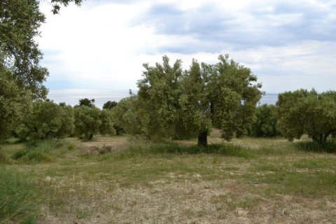 6012m² Land in Chalkidiki, Greece No. 58737 5