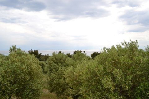 6012m² Land in Chalkidiki, Greece No. 58737 6