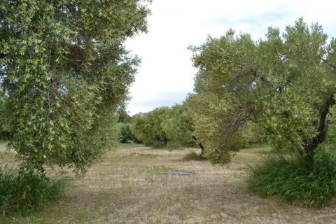 6012m² Land in Chalkidiki, Greece No. 58737 2