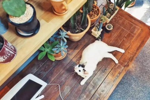 18 bedrooms Commercial property in Chiang Mai, Thailand No. 97589 19