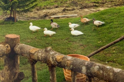 Дом с 3 спальнями в Чиангмай, Таиланд №98064 10