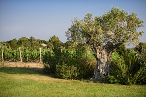 350m² House en Faugeres, France No. 68916 2