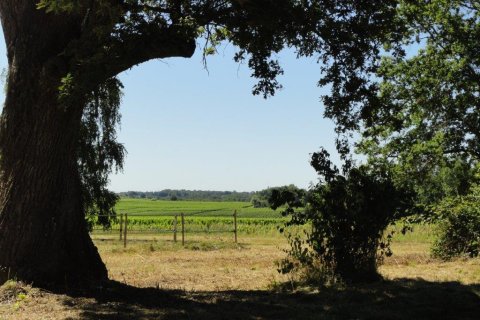 2 bedrooms House in Saint-Christoly-de-Blaye, France No. 69446 28