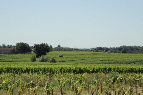 2 bedrooms House in Saint-Christoly-de-Blaye, France No. 69446 27