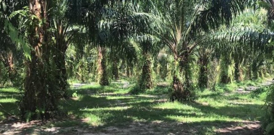 153600m² Land in Phang Nga, Thailand No. 95993