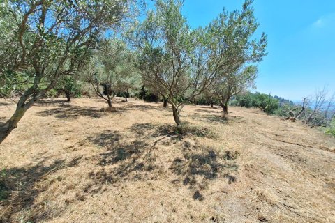 3310m² Land in Corfu, Greece No. 107427 7