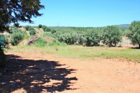 4000m² Land in Chalkidiki, Greece No. 58569 8