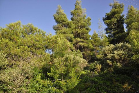 3800m² Land in Chalkidiki, Greece No. 109691 7