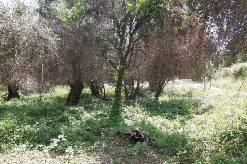 700m² Land in Corfu, Greece No. 109492 5