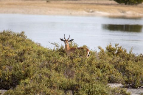 Таунхаус с 4 спальнями в Биньзыонг, Вьетнам №10507 15