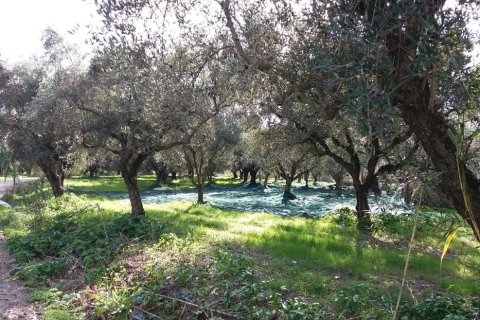 Land en Zakynthos, Greece No. 69509 10