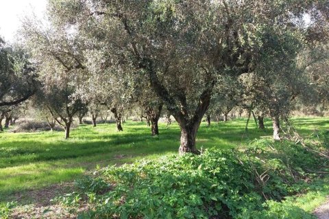 Land en Zakynthos, Greece No. 69509 11