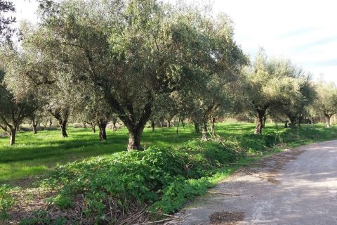 Land en Zakynthos, Greece No. 69509 7