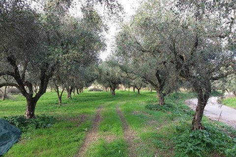 Land en Zakynthos, Greece No. 69509 1