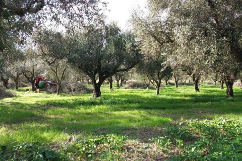 Land en Zakynthos, Greece No. 69509 3