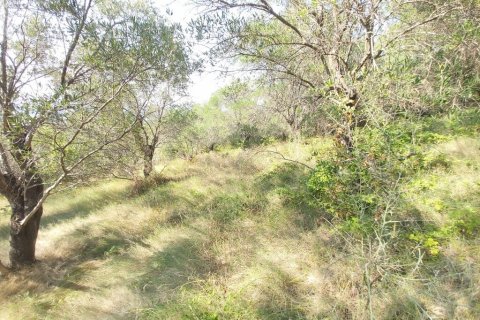4500m² Land en Corfu, Greece No. 55934 8