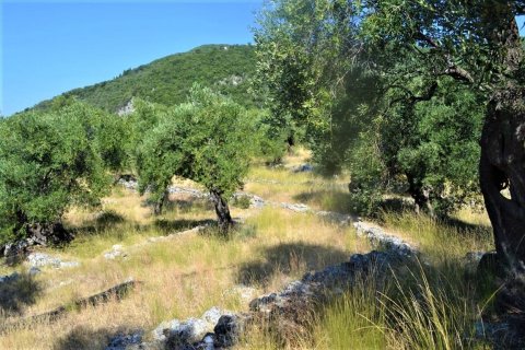 5000m² Land in Corfu, Greece No. 56520 4