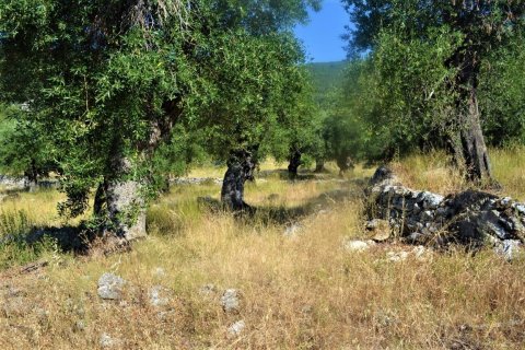 5000m² Land in Corfu, Greece No. 56520 6