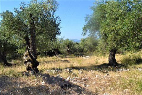 5000m² Land in Corfu, Greece No. 56520 7