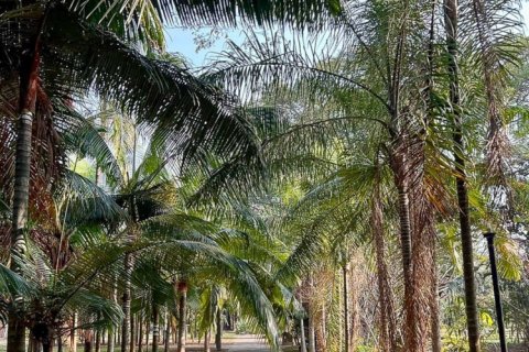 Commercial property en Chiang Mai, Thailand No. 98070 28