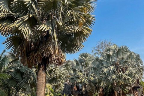 Commercial property en Chiang Mai, Thailand No. 98070 29