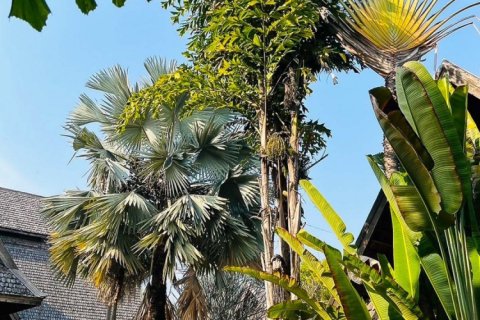 Commercial property en Chiang Mai, Thailand No. 98070 27