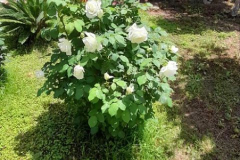 Дом с 2 спальнями в Вилия, Греция №107621 23