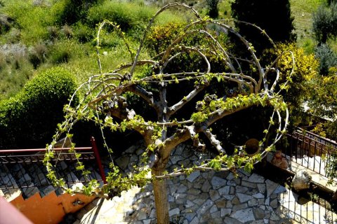 4 bedrooms House in Corinthia, Greece No. 58823 6