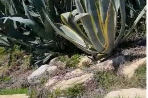 4 bedrooms House in Zygi, Cyprus No. 30425 4